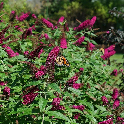Proven Winners® Miss Molly Butterfly Bush