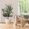 Mission Olive Tree