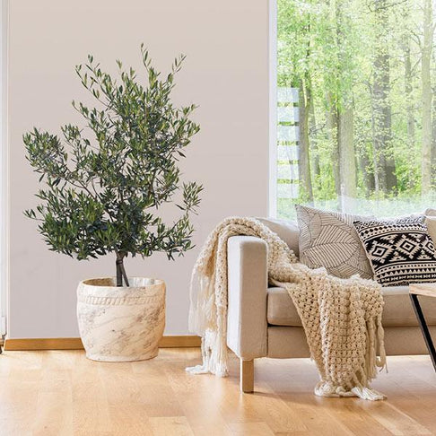 Mission Olive Tree