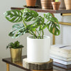 Monstera Adansonii