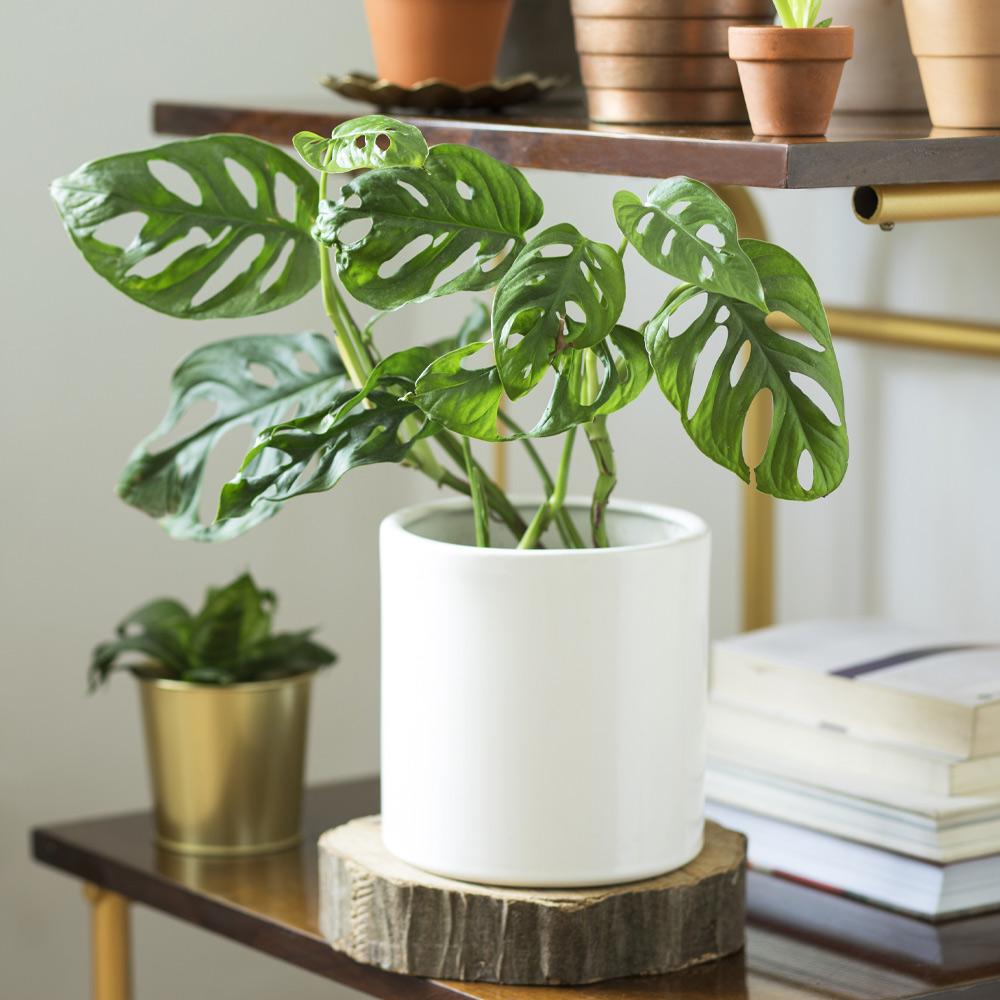 Monstera Adansonii