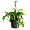 Monstera Adansonii
