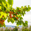 Moorpark Apricot Tree