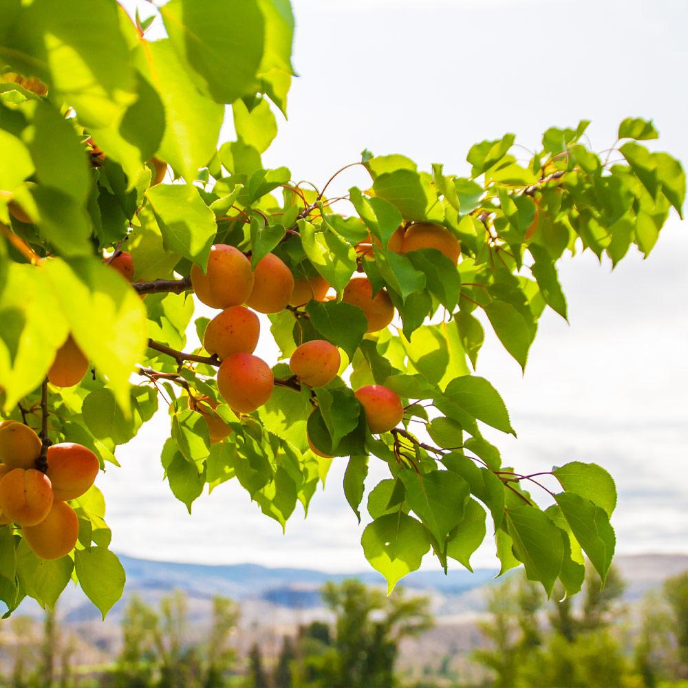 Moorpark Apricot Tree