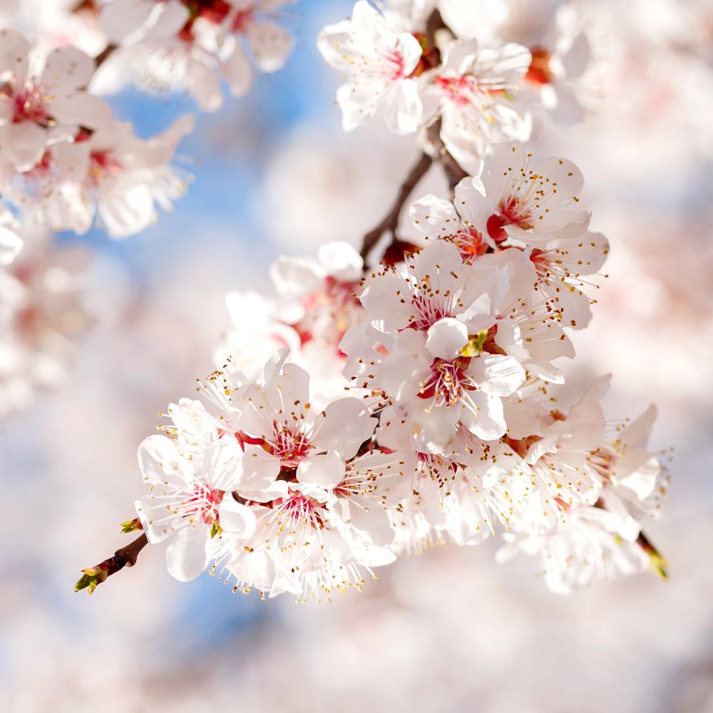 Moorpark Apricot Tree