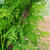 Moringa Tree