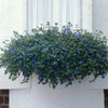 Blue Daze Morning Glory Plant