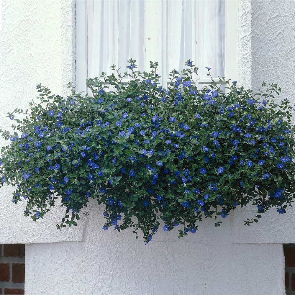 Blue Daze Morning Glory Plant