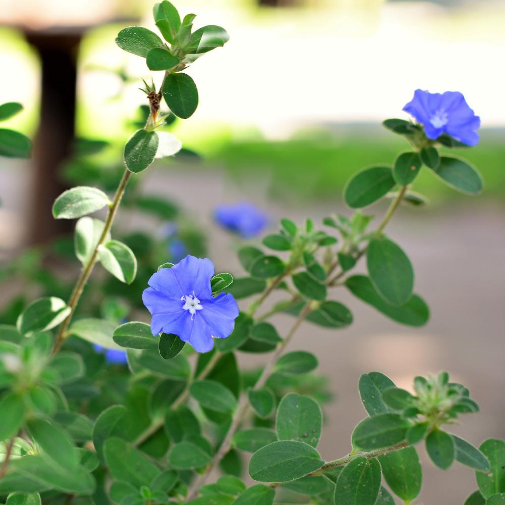 Blue Daze Morning Glory Plant
