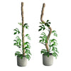 Mossify The Original Bendable Moss Pole™