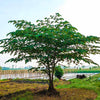 Cotton Candy Strawberry Tree