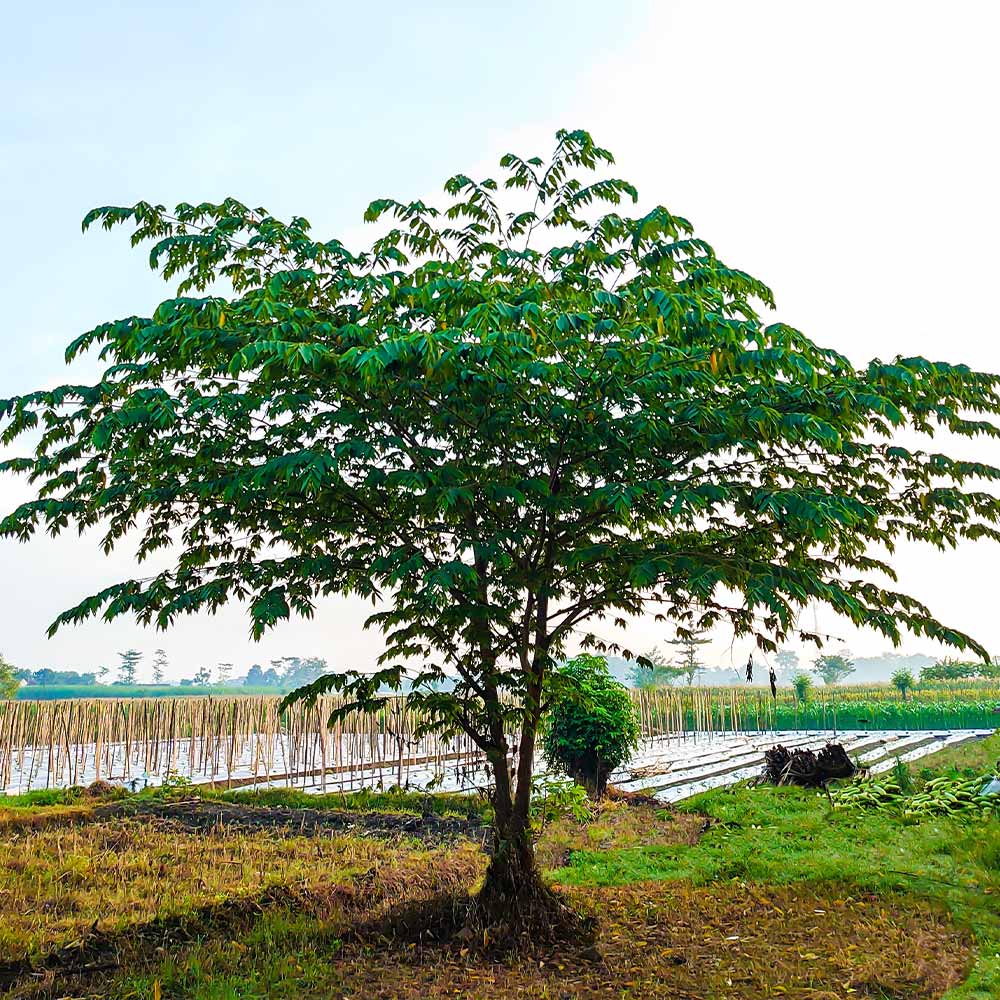 Cotton Candy Strawberry Tree