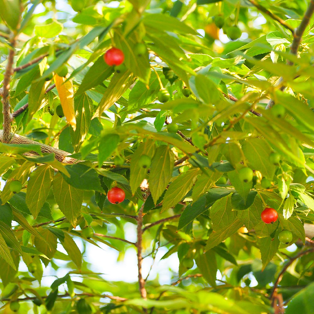 Cotton Candy Strawberry Tree