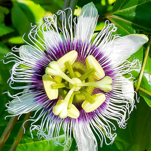 Nancy Garrison Passion Fruit Vine