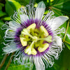 Nancy Garrison Passion Fruit Vine