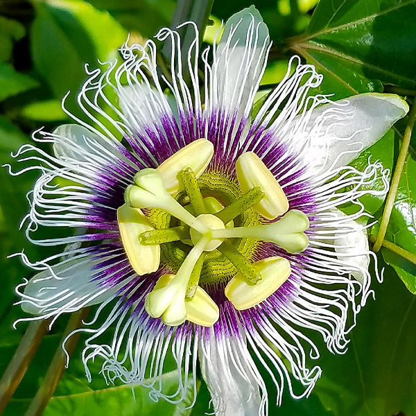 Nancy Garrison Passion Fruit Vine