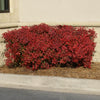 Southern Living® Obsession™ Nandina Shrub