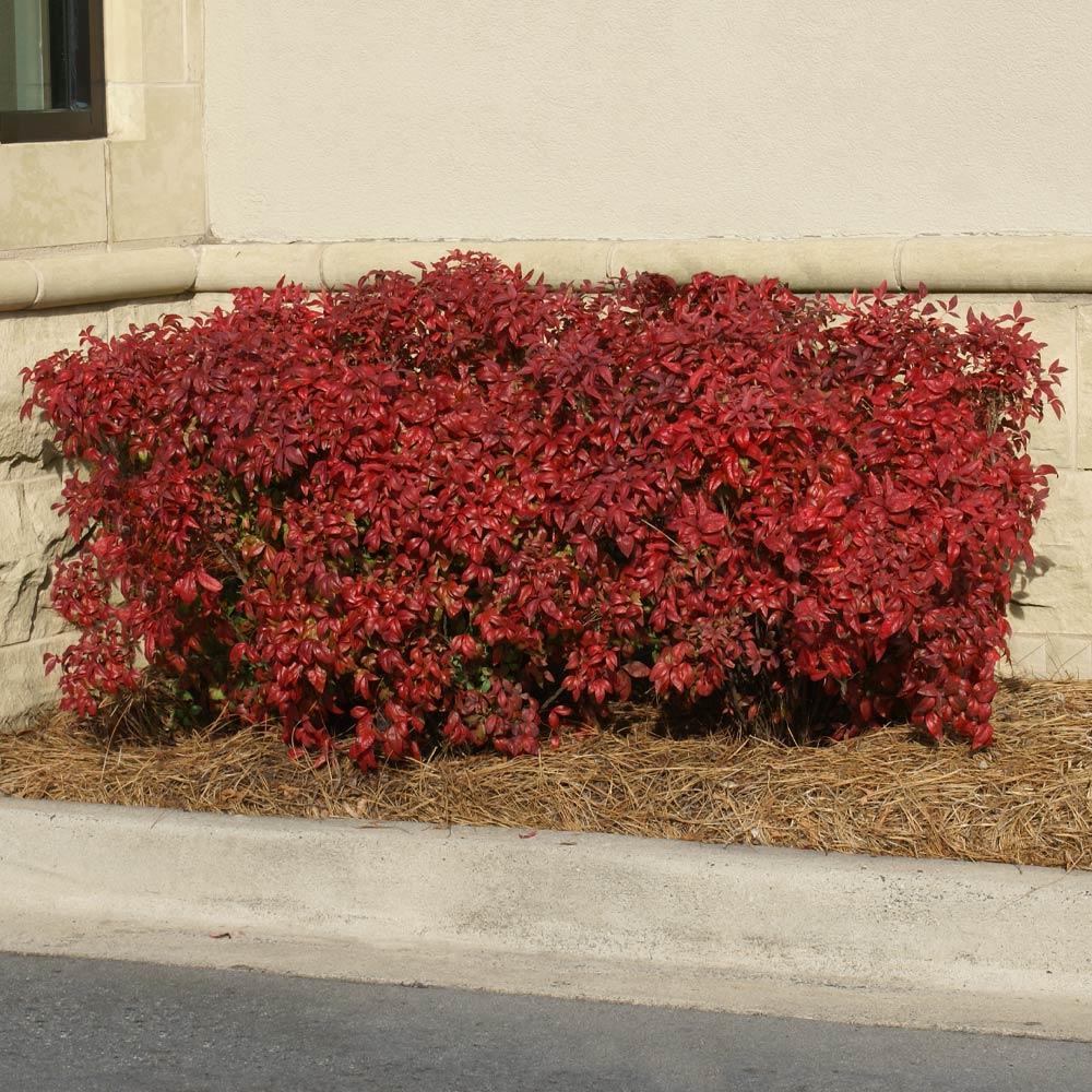 Southern Living® Obsession™ Nandina Shrub