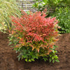 Southern Living® Obsession™ Nandina Shrub