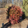 Southern Living® Obsession™ Nandina Shrub