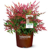 Southern Living® Obsession™ Nandina Shrub