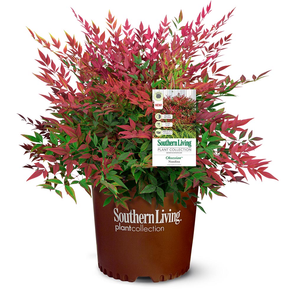 Southern Living® Obsession™ Nandina Shrub