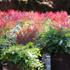 Southern Living® Obsession™ Nandina Shrub
