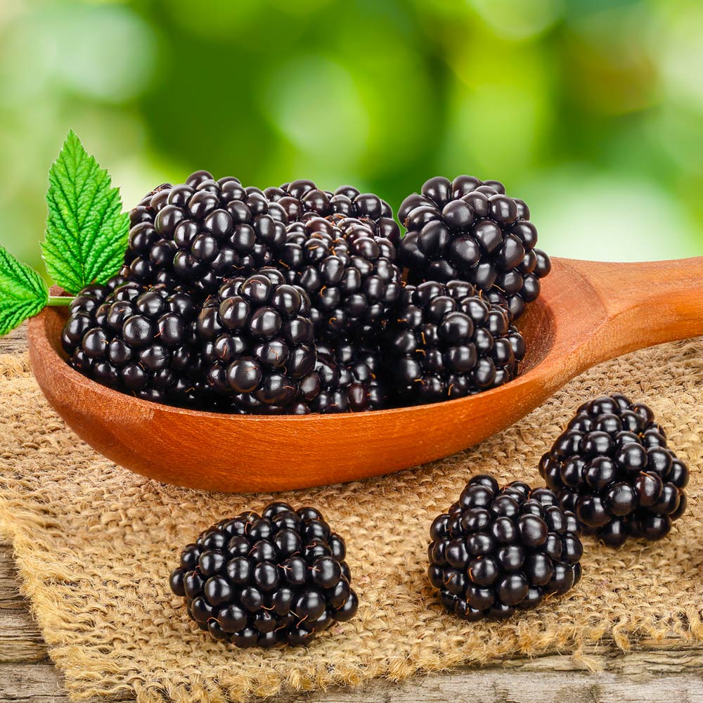 Navaho Thornless Blackberry Bush