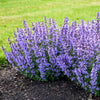 Proven Winners® Nepeta 'Cat’s Pajamas' Catmint