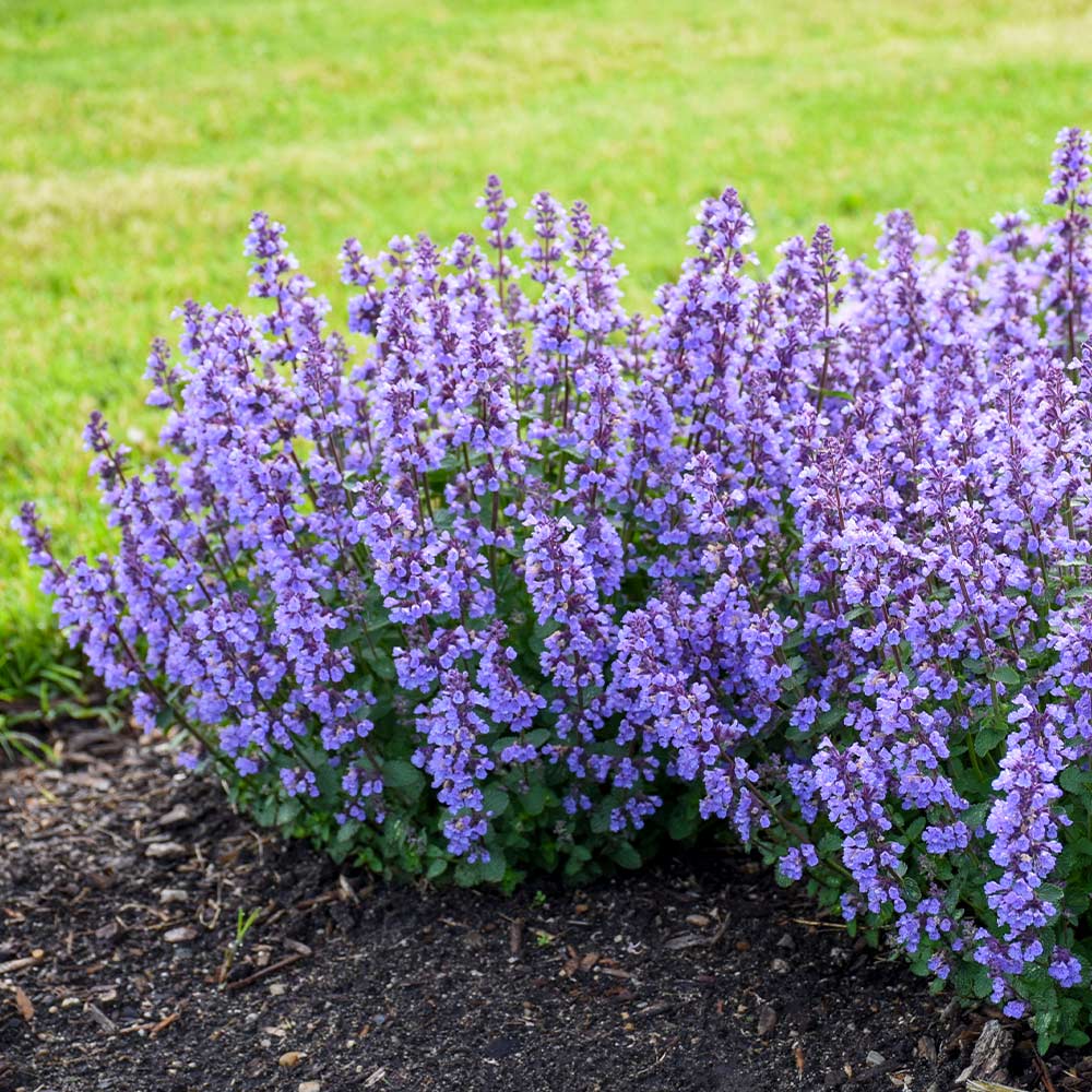 Proven Winners® Nepeta 'Cat’s Pajamas' Catmint