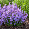 Proven Winners® Nepeta 'Cat’s Pajamas' Catmint