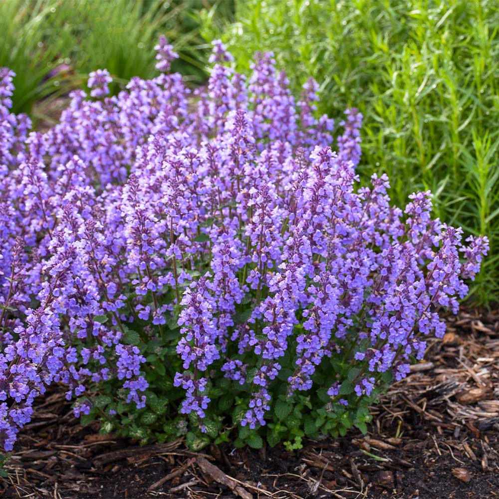Proven Winners® Nepeta 'Cat’s Pajamas' Catmint