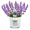 Proven Winners® Nepeta 'Cat’s Pajamas' Catmint