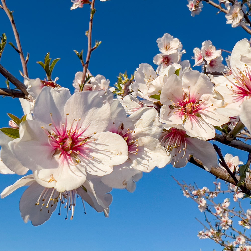 Nonpareil Almond Tree