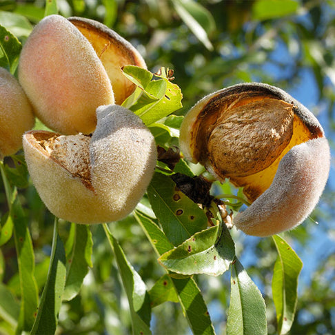 Nonpareil Almond Tree