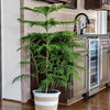 Norfolk Island Pine Tree