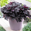 Obsidian Coral Bells (Heuchera)