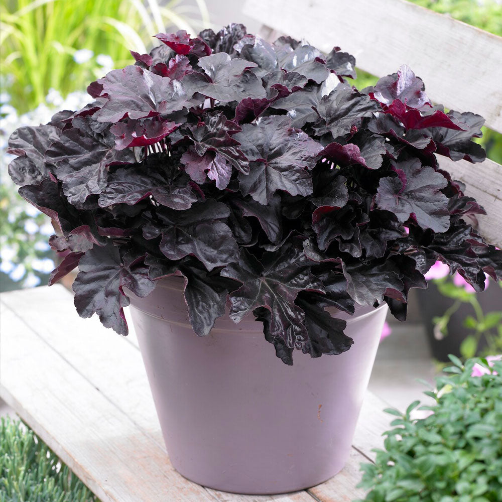 Obsidian Coral Bells (Heuchera)