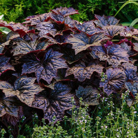 Obsidian Coral Bells (Heuchera)