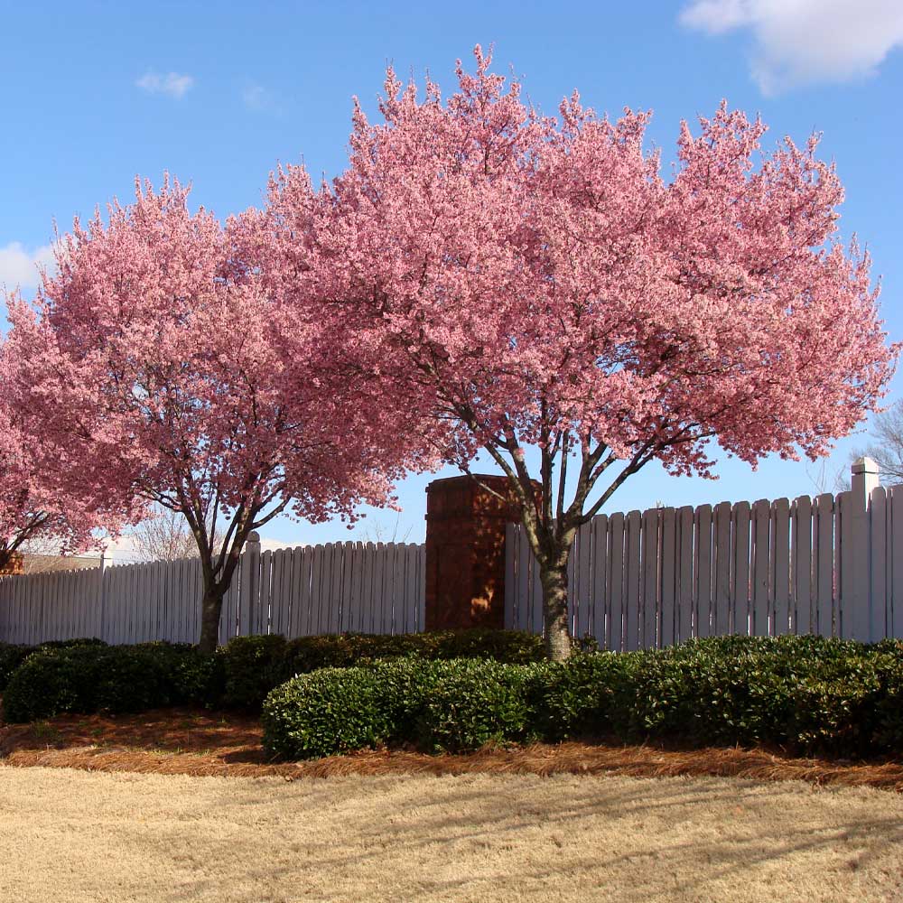 Okame Cherry Tree