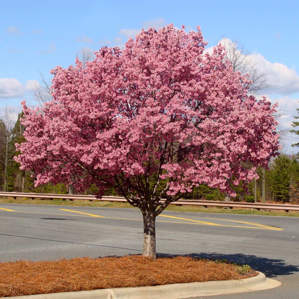Okame Cherry Tree