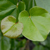 Oklahoma Redbud Tree