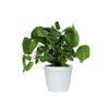 Pancake Plant
