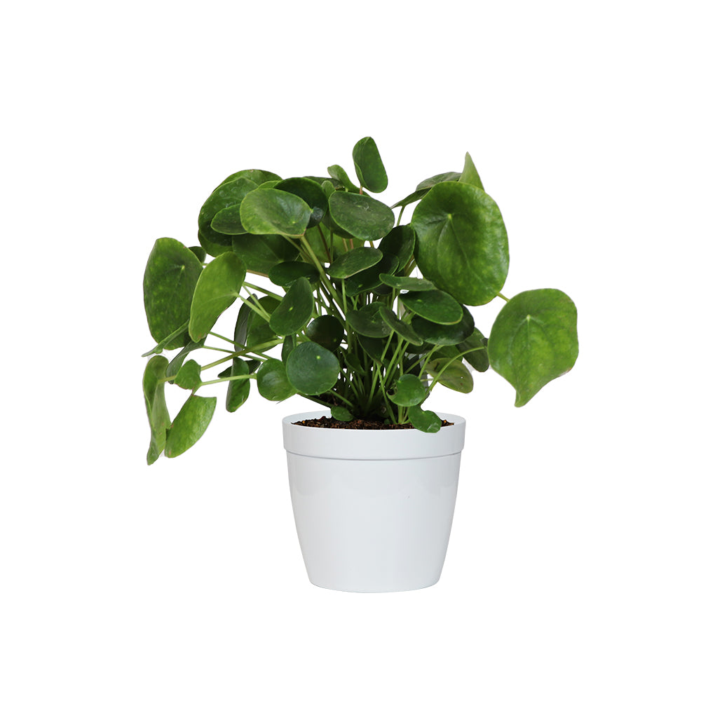 Pancake Plant