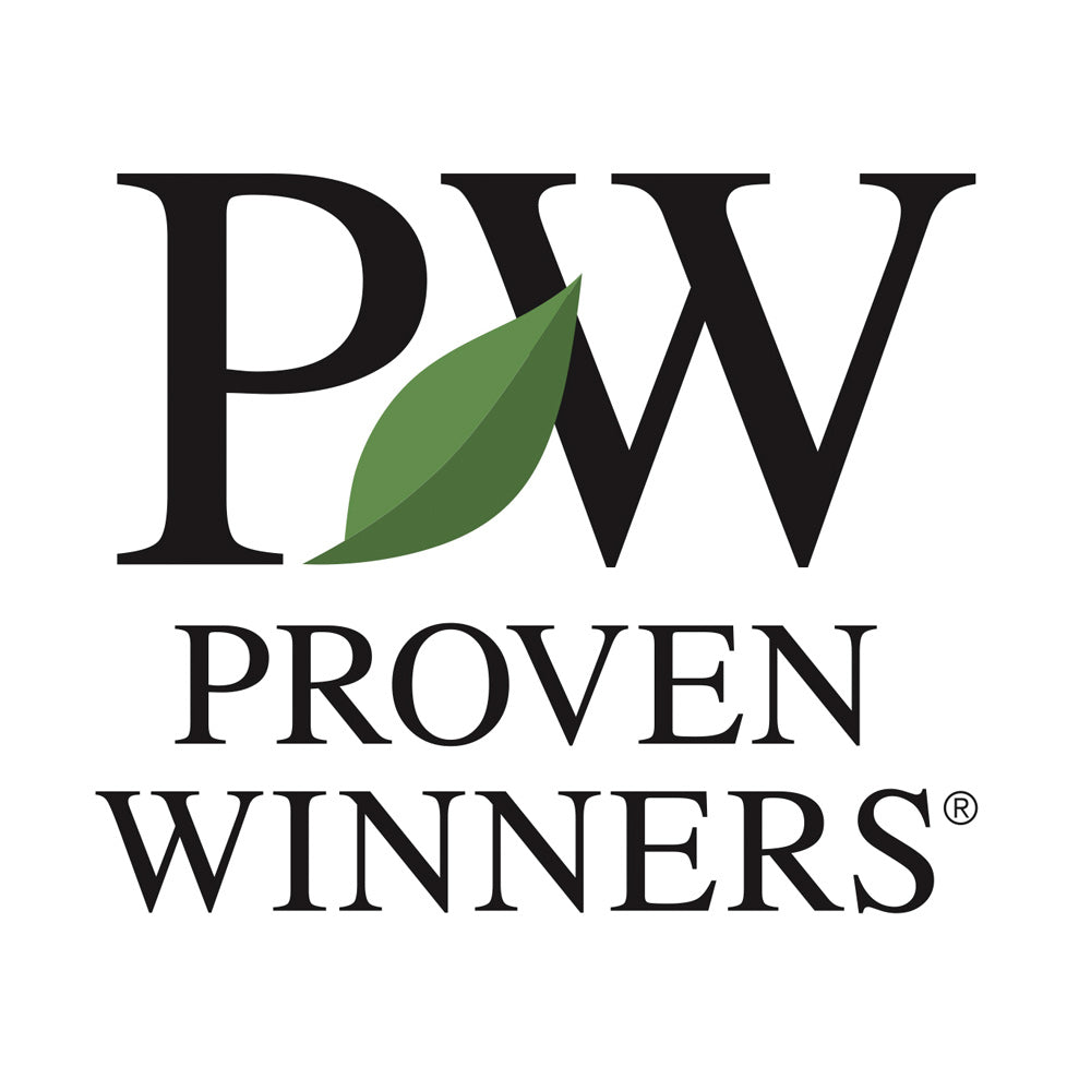 Proven Winners® Denim 'n Lace Russian Sage