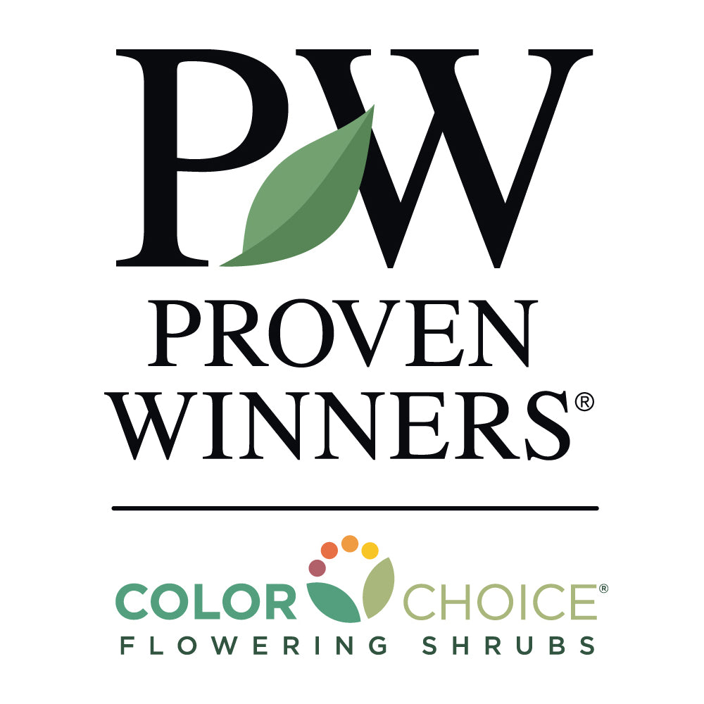 Proven Winners® Incrediball® Hydrangea Shrub