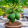 Papaya Tree