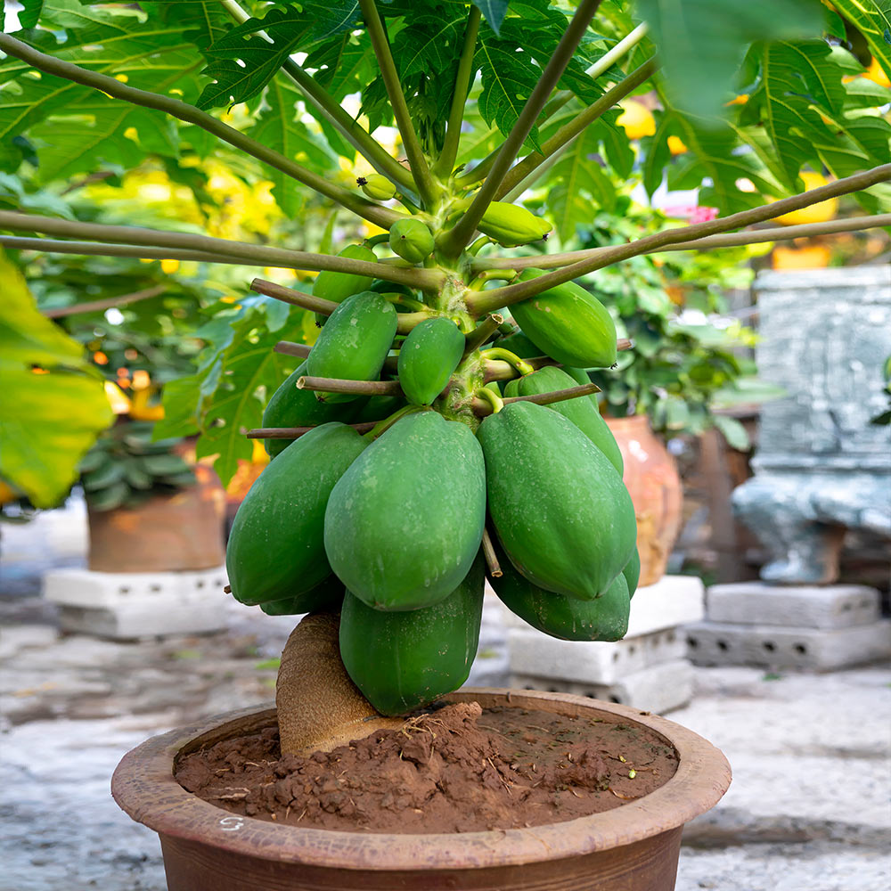 Papaya Tree