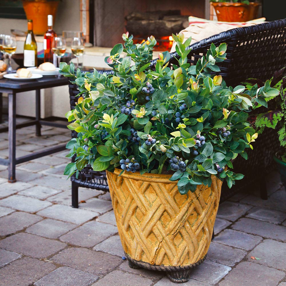Bushel and Berry® Peach Sorbet™ Blueberry Bush