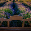 Southern Living® Phenomenal™ Lavender Plant